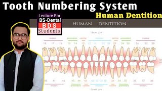 Tooth Numbering SystemTeeth eruptionlecture01BDSBSdentalIDSinstituteDentalSciences [upl. by Bettye]