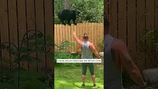 A family rescues a black bear that fell from a tree bear babybear short [upl. by Htnicayh]