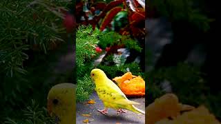 Bird Videos For Cats in 4K😺❤️ [upl. by Syramad]