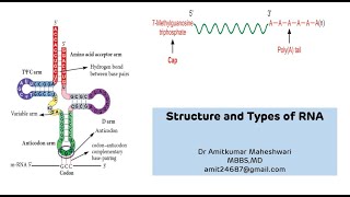 Structure and Types of RNA  RNA Ribonucleic Acid Functions  NEET PG  Molecular Biology [upl. by Braasch]