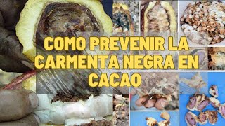 Cómo controlar la carmenta negra en Cacao  How to control black peppermint in Cacao [upl. by Kerwin191]