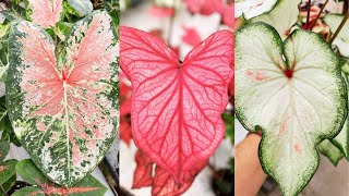 CALADIUM CARE TIPS How to Grow and Care for Caladium [upl. by Vola711]