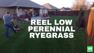 Reel Low Perennial Ryegrass  Swardman Edwin 10 [upl. by Kean]