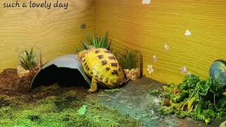 Trunky the Horsefield Tortoise happy life cute pet veronikakoleva2372 [upl. by Aicemak]