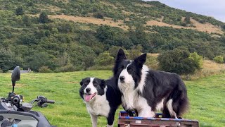 Two border collies herding sheep on extreme wild terrain [upl. by Rafe]