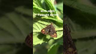 Mint mothPyrausta aurata [upl. by Oidale]