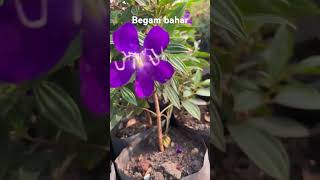 Pleroma urvilleanum Plant begambahar purple fact flowerstips garding floweringplant short [upl. by Bilat]