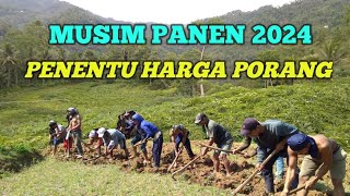 MUSIM 2024 PENENTU HARGA PORANG  PETANI BERHARAP HARGA PORANG AKAN NAIK [upl. by Adekan]