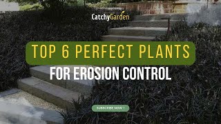 Top 6 Perfect Plants for Erosion Control 🌿🌷🍃 [upl. by Gerda]