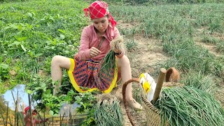 Grandma came to visit bringing immense love Harvesting palanquins to sell [upl. by Naitsirc]