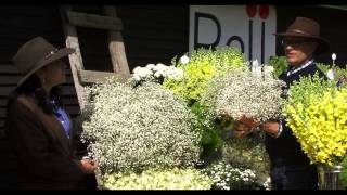 Gypsophila Culture amp Tips [upl. by Namharludba]