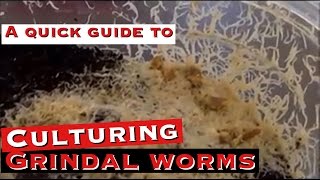 Culturing Grindal Worms A Quick Guide [upl. by Arika]