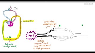 83 The many different types of Blood Vessels Cambridge AS amp A Level Biology 9700 [upl. by Ursas409]