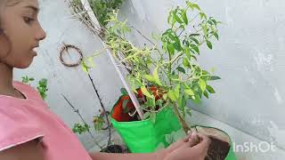 chilli harvest  terrace garden  chilli plant [upl. by Anaj375]