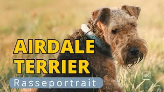 Airedale Terrier der König der Terrier [upl. by Anaiuq]