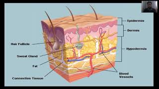 Pressure ulcer Bedsores decubitus ulcers or pressure sores in UrduHindi  Fundamental of Nursing [upl. by Remoh975]