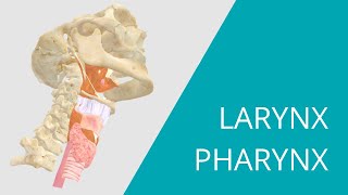 Larynx Pharynx  Interactive 3D Anatomy  Muscles that move the vocal cords [upl. by Solrac]