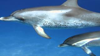 Dolphin Swim in Bimini [upl. by Berey]