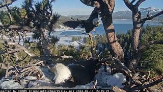 Two fish and a young sub adult FOBBV CAM Big Bear Bald Eagle Live Nest  Cam 1  Wide View  Cam 2 [upl. by Alvinia88]