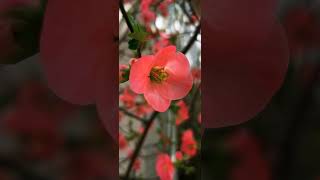 tsintonia chaenomeles Japonica EEDB TV [upl. by Etyam913]