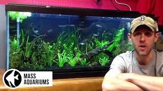 COMMON PLECO in the PLANTED TANK Avoid it and SAVE your self the trouble [upl. by Oisor]