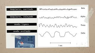 Neurociencias  Fases del sueño sueño REM y sueño de ondas lentas [upl. by Rasaec]