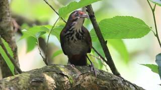 Rustycheeked scimitar babbler call 大彎嘴叫聲 [upl. by Zulaledairam683]