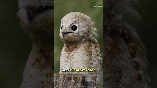 Great Potoo  The Ghost Bird [upl. by Ccasi]