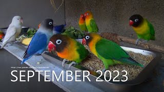 Lovebird Fischers and Lovebird Personata September 2023 [upl. by Yarezed]