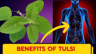 Tulsi Ki Chai Benefits Holy Basil a healing herb Know how it is beneficial during winters [upl. by Indnahc357]