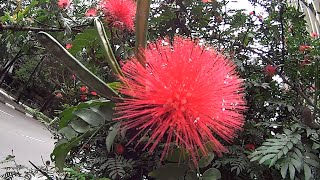 Flowering Shrubs  Callistemon [upl. by Aleakim807]