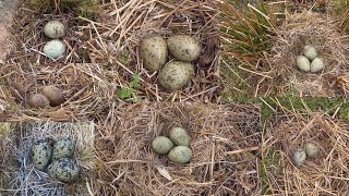 birdnesting lots of nests and eggs [upl. by Royce517]