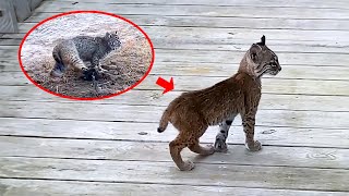 Mother trapped baby lynx bravely seeks help and unbelievable things happen [upl. by Docile]