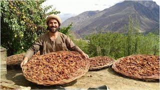 The Traditional method of preserving Apricots in the high Mountains of Pakistan [upl. by Bringhurst]