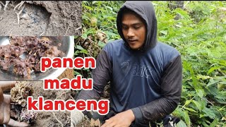 panen madu klanceng tanah trending viralvideo [upl. by Odin453]