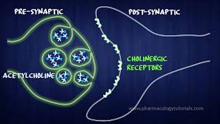 Toxicology of Acetylcholinesterase Inhibitors I  Neurotransmission [upl. by Llertnad]