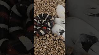 Oreo Pueblan Milk Snake Clutch [upl. by Atiekal]