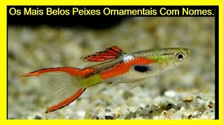 OS MAIS BELOS PEIXES ORNAMENTAIS NOMES [upl. by Valeda]