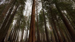 Strong Wind Through Pine Trees Forest Sounds amp Ambience  Windy Woods  White Noise  12 Hours  4K [upl. by End]