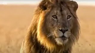 Lion Out of Africa  Why are all the lions disappearing BBC Studios [upl. by Nalad203]