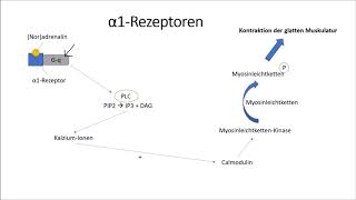 αRezeptoren und βRezeptoren [upl. by Asalocin]