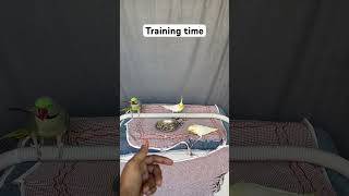 Training time parrot singingparrot birds parrottraining tameparrot ytshorts cockatielsinging [upl. by Nimaj756]