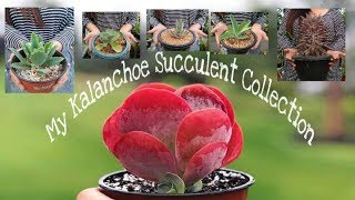 My Kalanchoe Succulent Collection [upl. by Nowujalo]