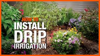 How to Install a Cheap Drip Irrigation System  Black Gumbo [upl. by Sadler934]