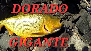 DORADO GIGANTE en represa de palmar [upl. by Haberman]