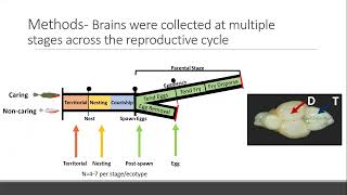 Neurogenomic signatures of paternal care in threespined stickleback Behrens Colby [upl. by Jessa299]