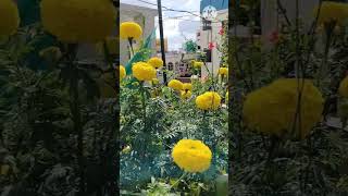 Mari gold flowers in my terrace garden youtubeshorts shorts organicfarming [upl. by Lewellen]