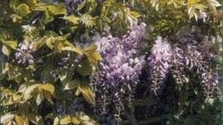 Plantes grimpantes  Bougainvillée Glycine Jasmin et Rhyncospermum [upl. by Atilem785]