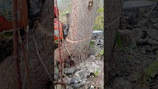 Stihl 500i vs Stihl 400c vs Stihl 291 stihlchainsawman chainsaw cuttingwood madeingermany [upl. by Gregrory]