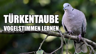 Türkentaube  Vogelstimmen lernen [upl. by Sinoda]